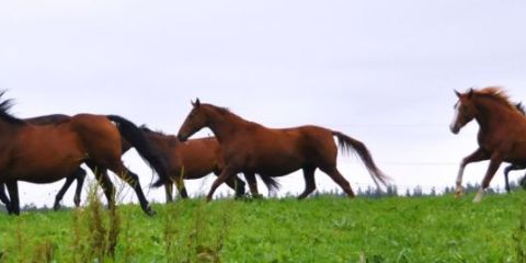 DSC_0027.JPG